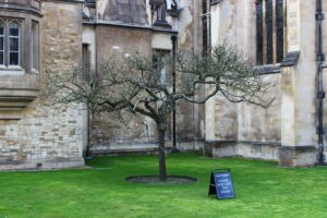 Tree at Trinity College, Cambridge. 