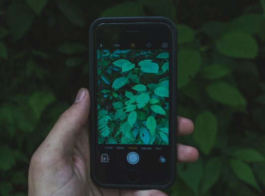 A phone taking a picture of the forest floor